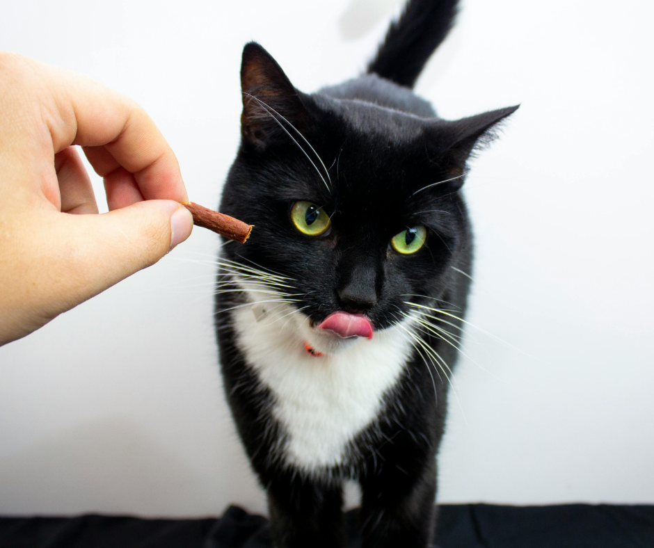 Why Your Cat Needs a Room of Their Own (Even in a Studio Apartment)