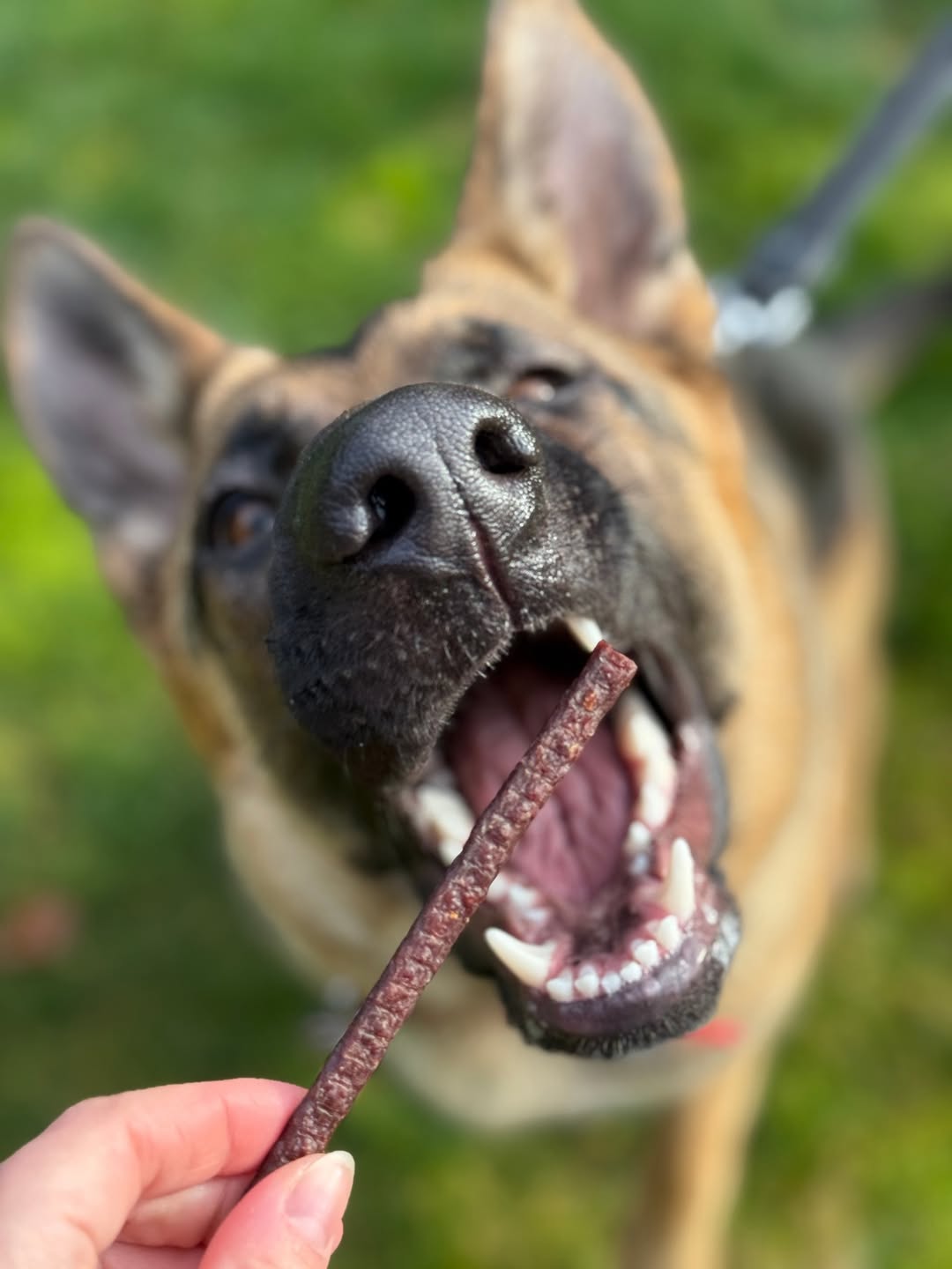 Tilted Barn Garlic Free Beef Dog Treats