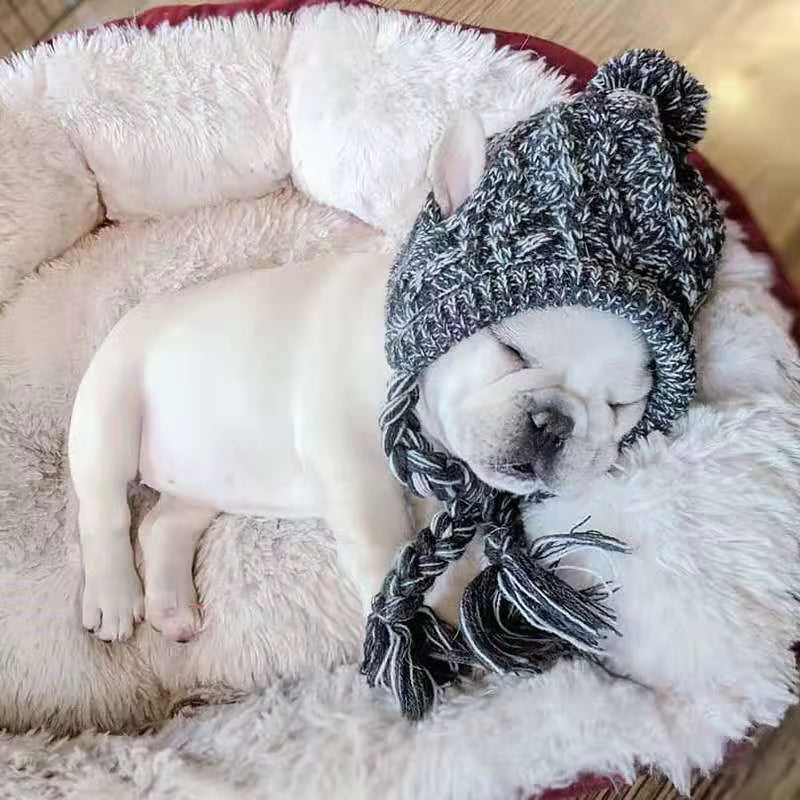 Winter Dog/Cat hat