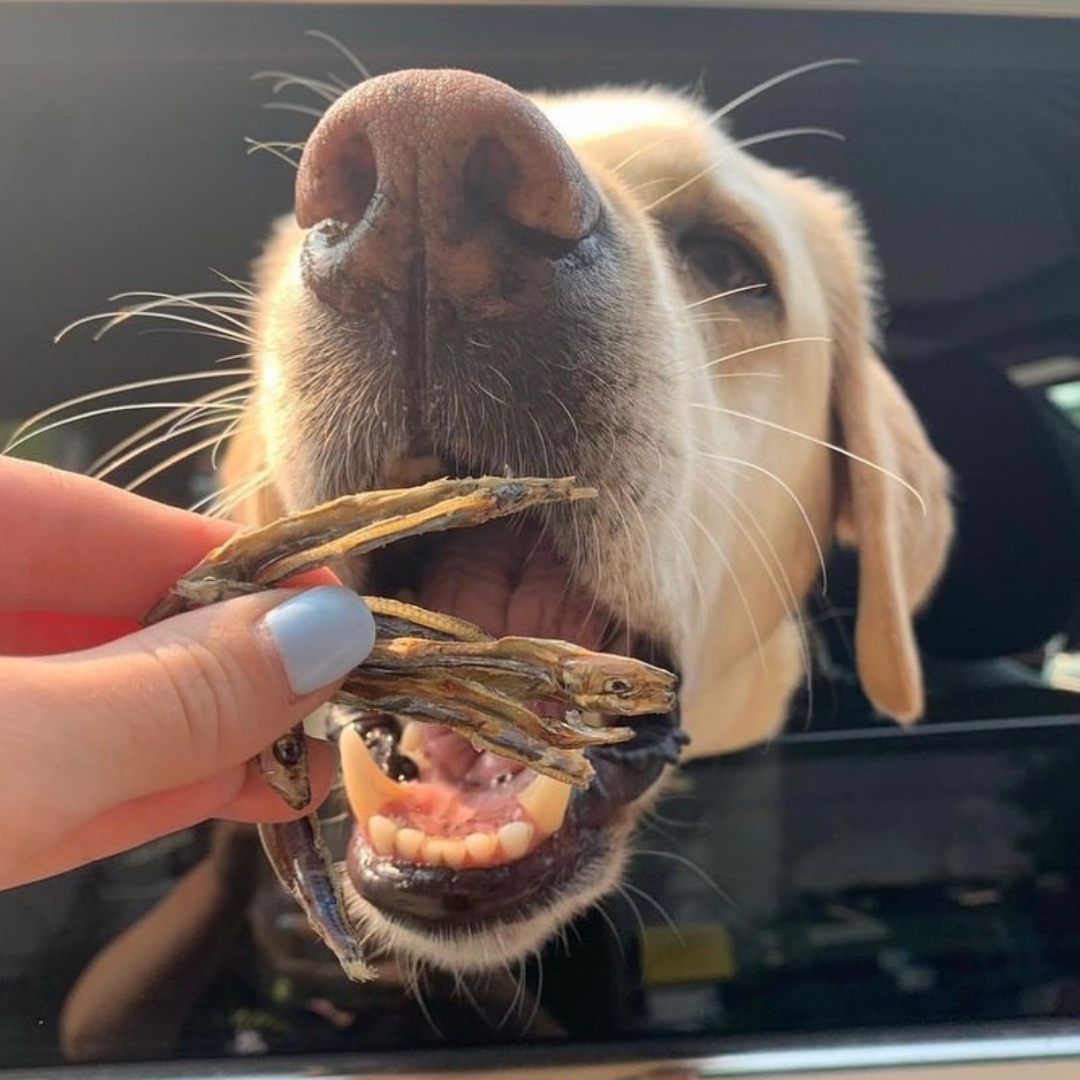 NEW!! Sardines Dehydrated Pet Treats: High-Protein & Natural 90g