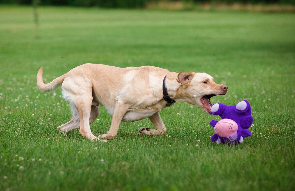 Chuckles Purple smile Cow