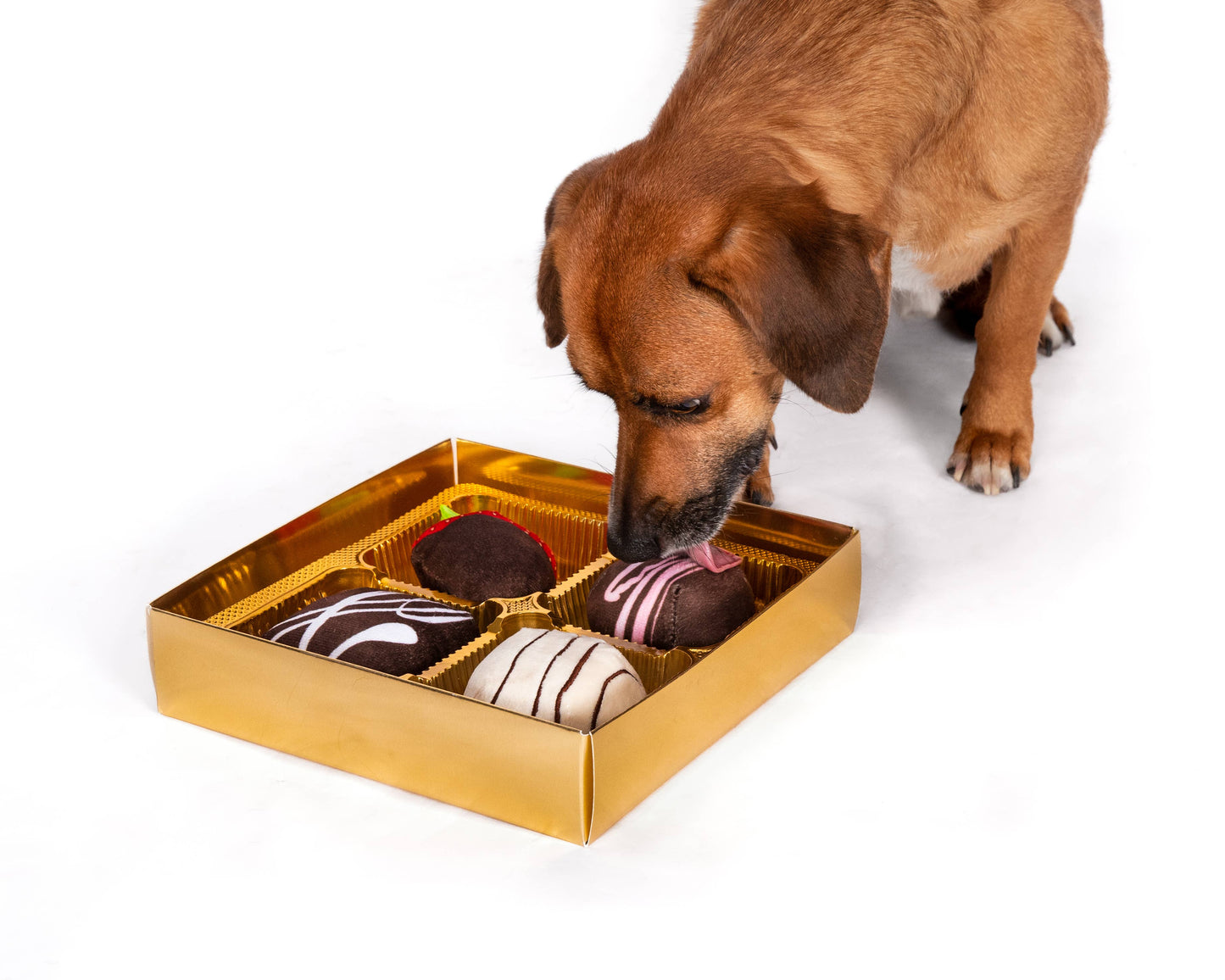 Life is Like a Box of Chocolates. Dogiva Box of Chocolates  Dog Toy
