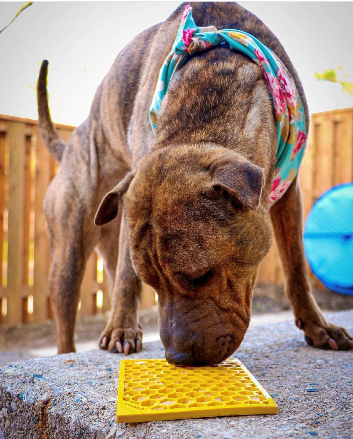 Honeycomb Lick Mat