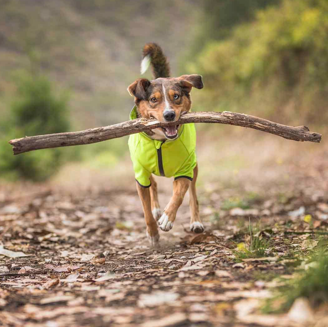 🐾 Why It’s not Silly for your dog to wear a coat.