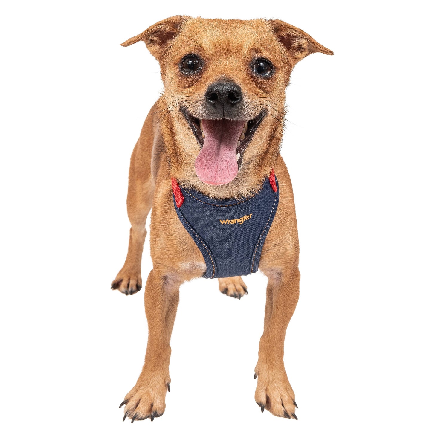 Wrangler Denim Dark Wash Harness/Collar/Lead Set