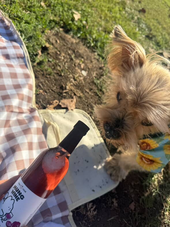 Wine for Dogs! - Non-Alcoholic Vitamin Dog Wine