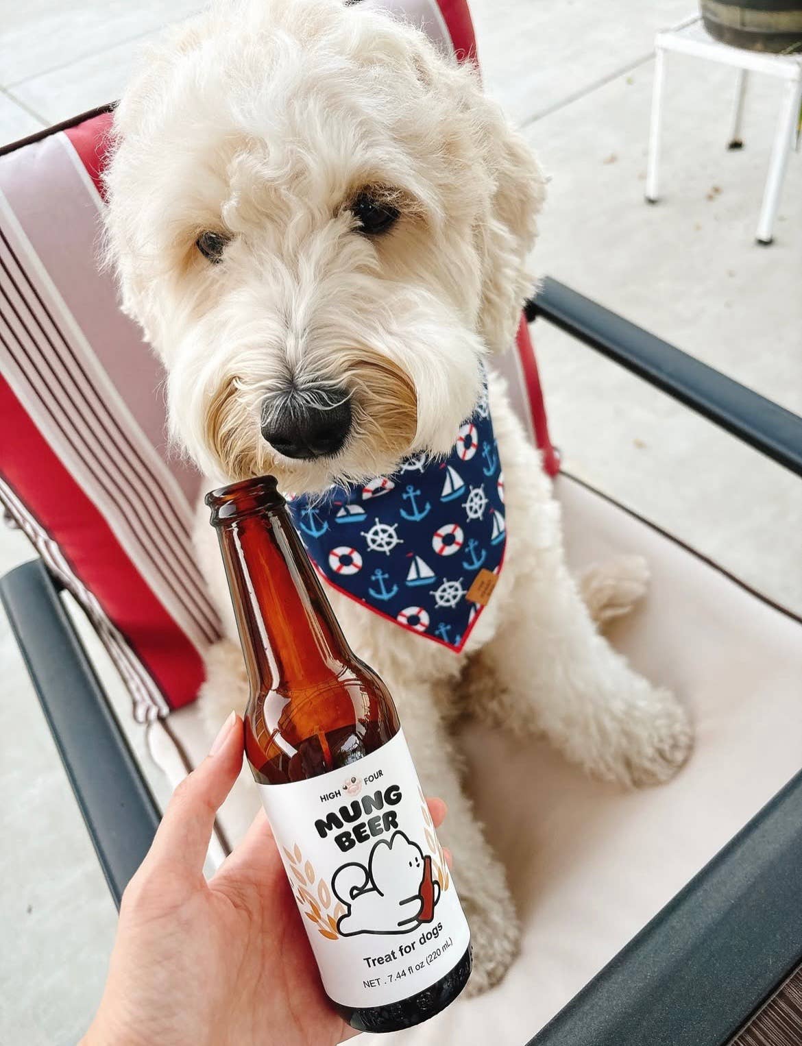 Beer for Dogs! Non-Alcoholic Vitamin Dog Beer