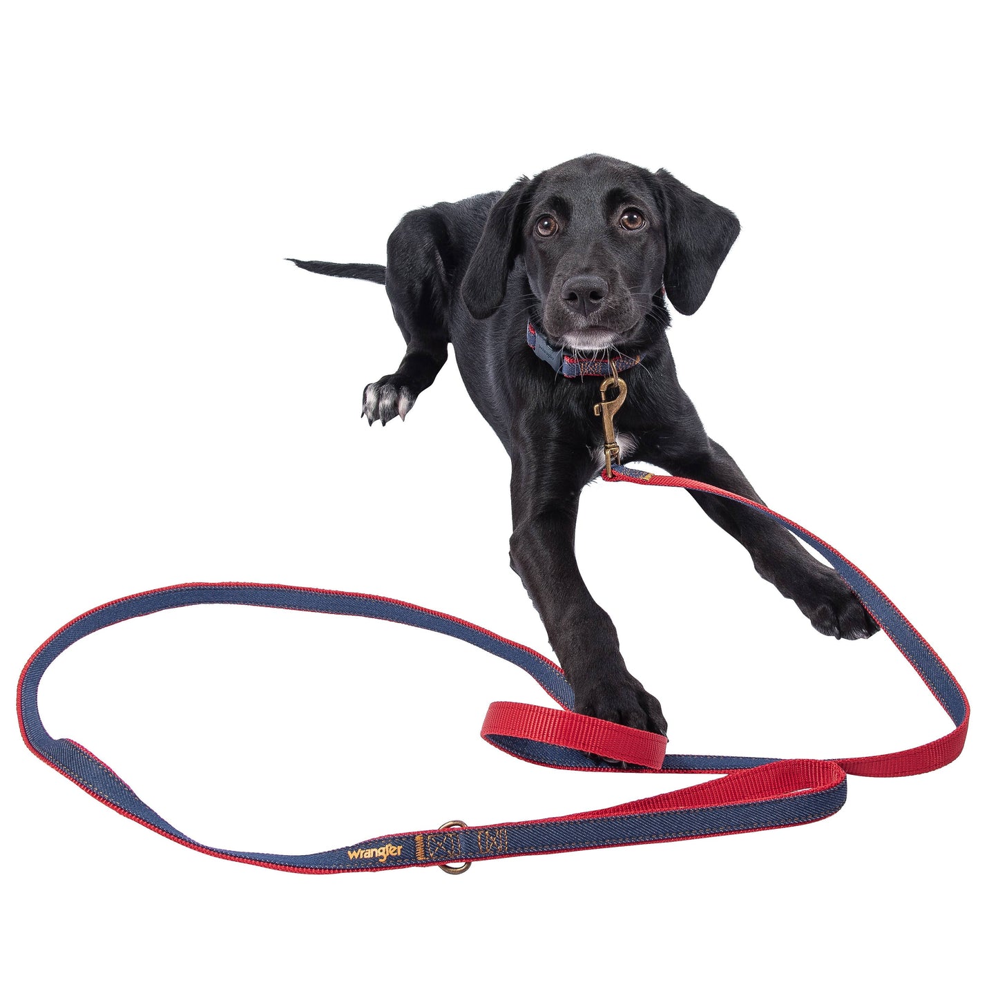 Wrangler Denim Dark Wash Harness/Collar/Lead Set