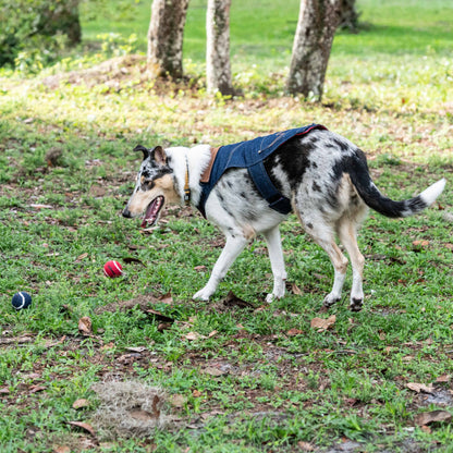 Wrangler Logo Tennis Balls Set