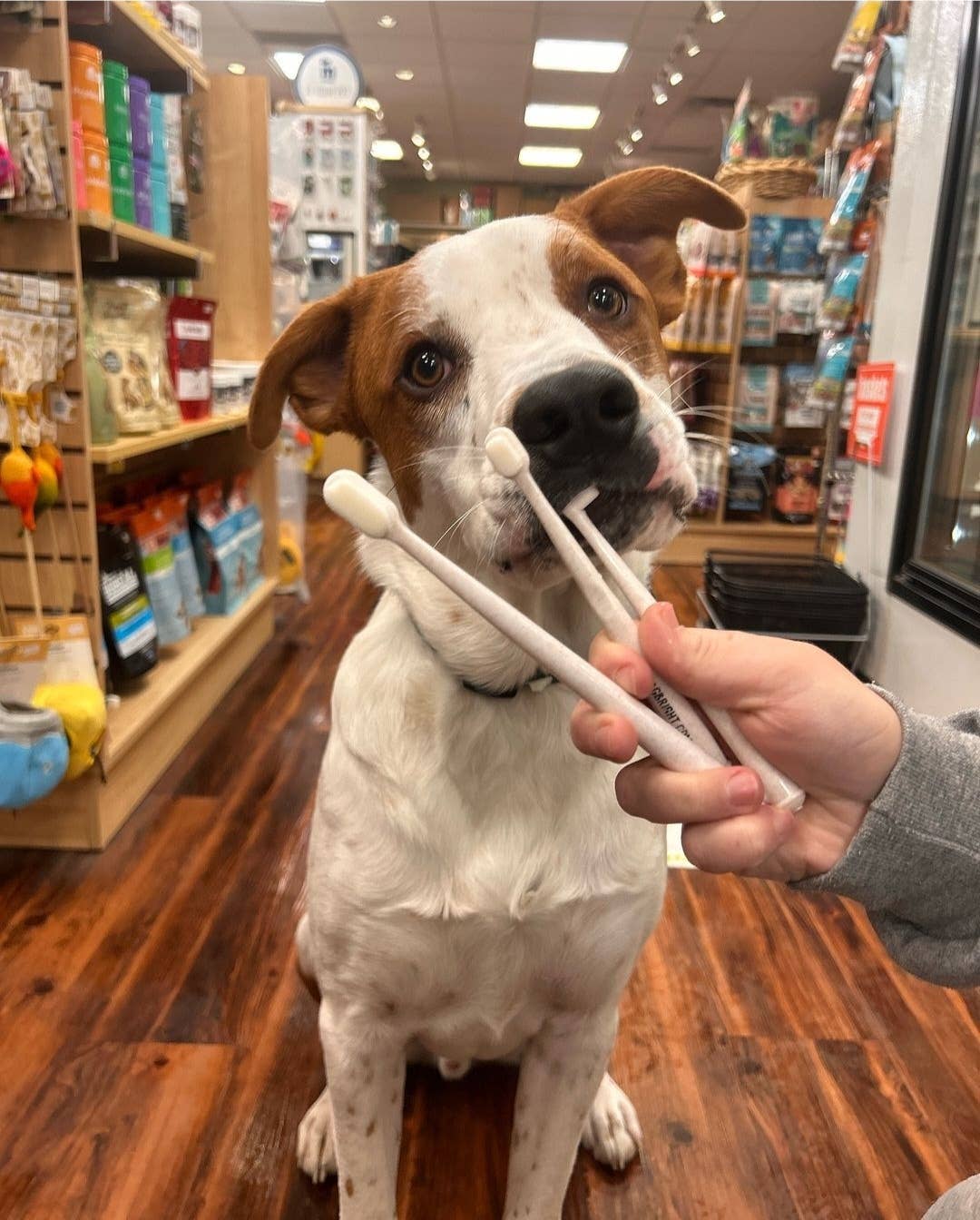 Puppy Polisher Eco Toothbrush - (Med/LG)