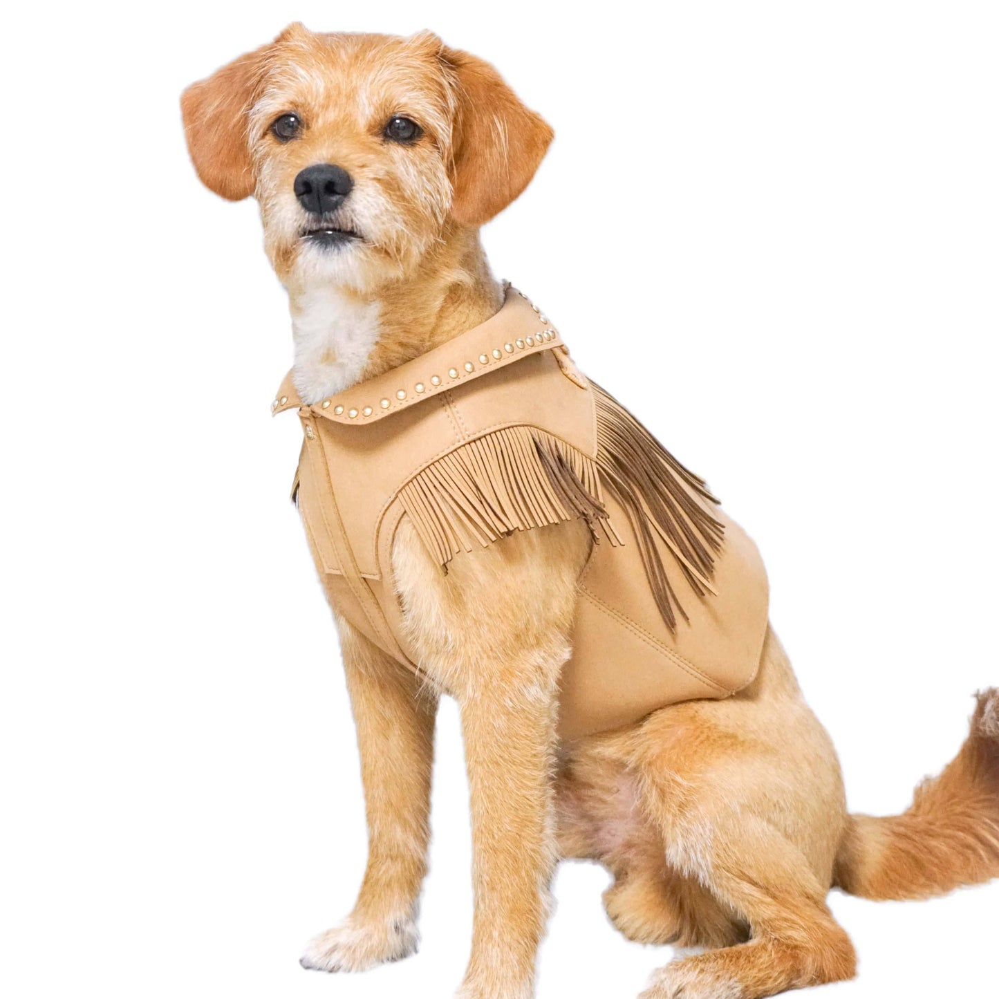Fringed Dog Harness/Jacket