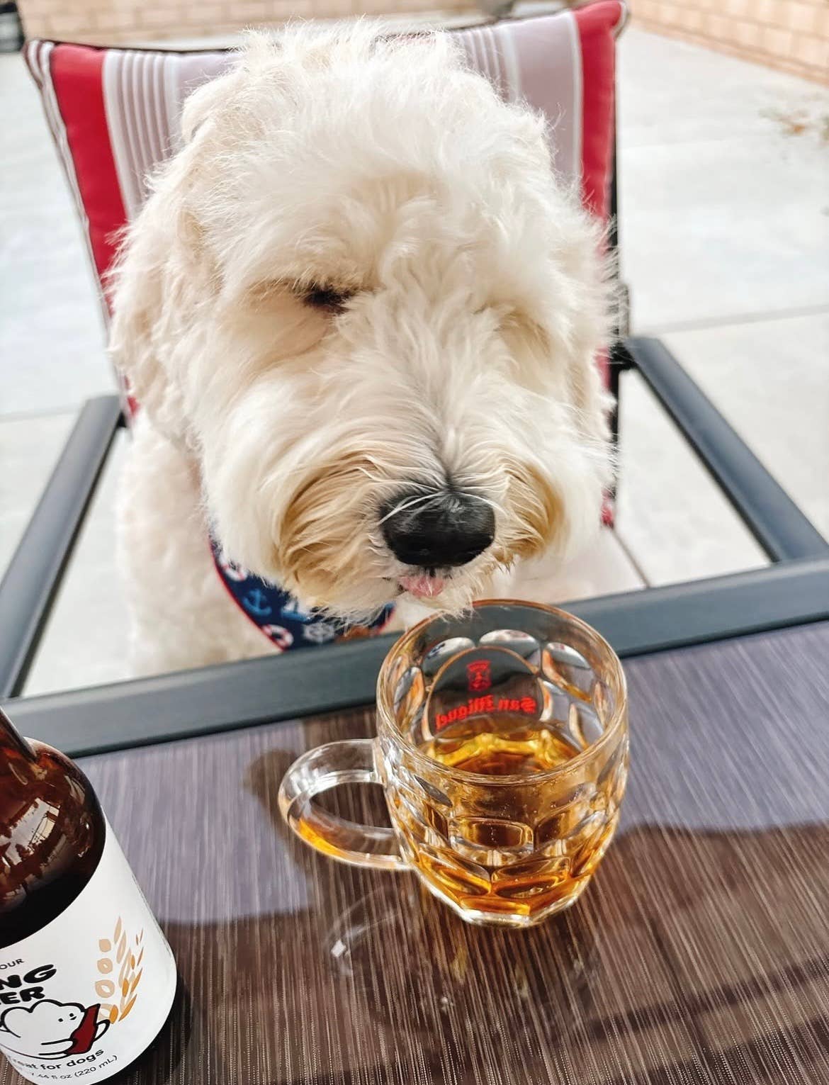 Beer for Dogs! Non-Alcoholic Vitamin Dog Beer