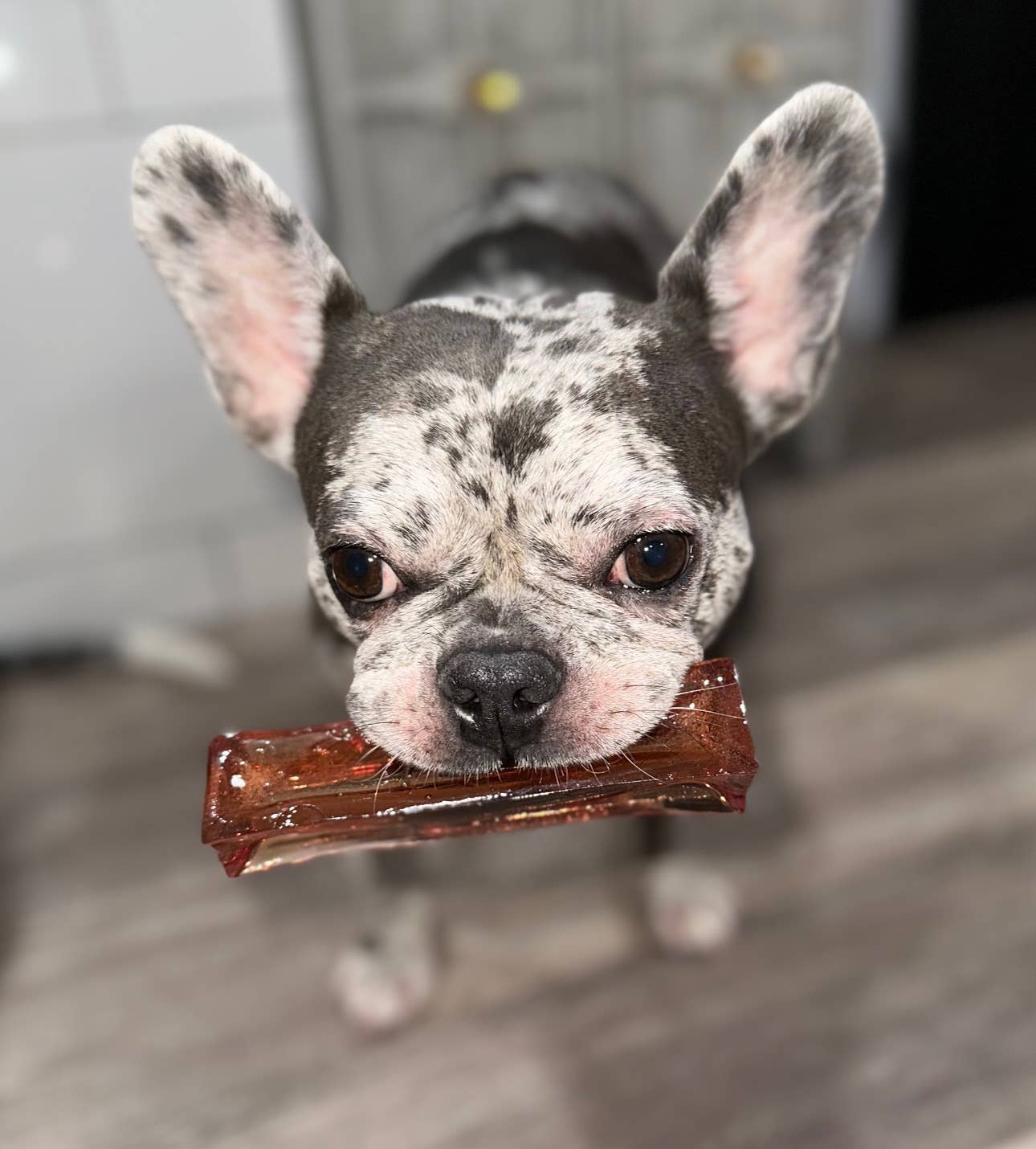 Bacon Collagen Dental Chew 2 Sizes