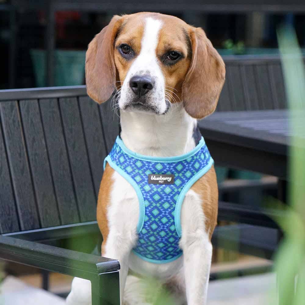 Southwestern Tribal Dog Harness Blue/Green