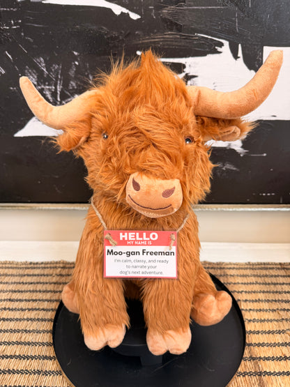 Highland Cow