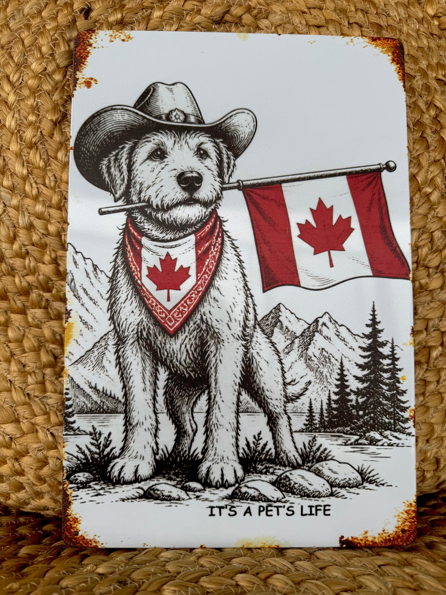 True North Trail Dog