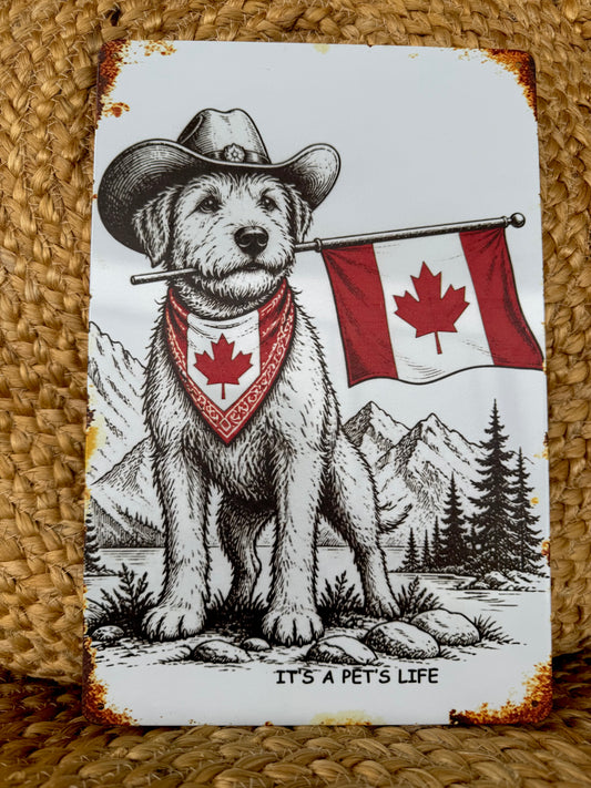 True North Trail Dog