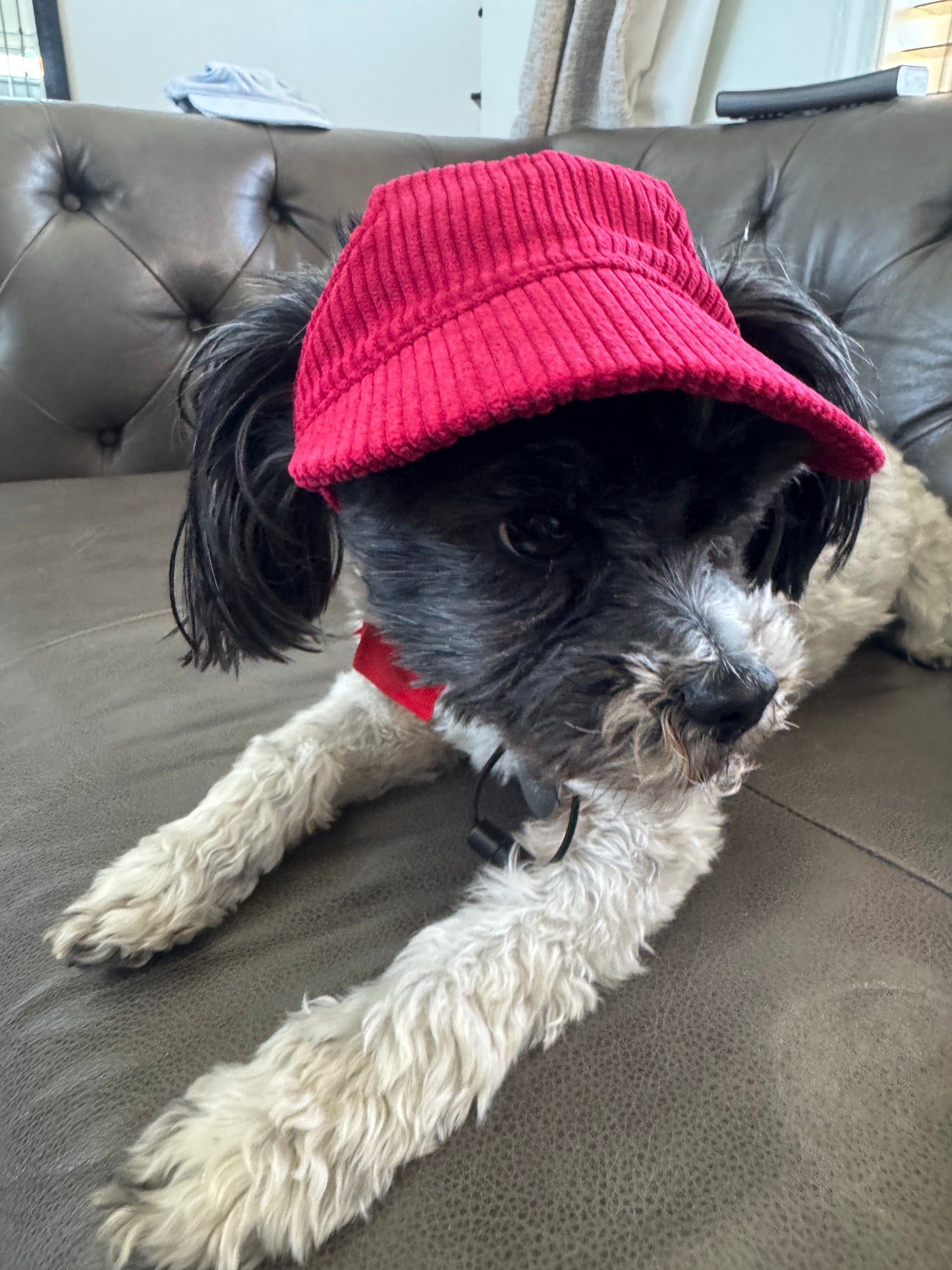 Corduroy Pet Ball Cap