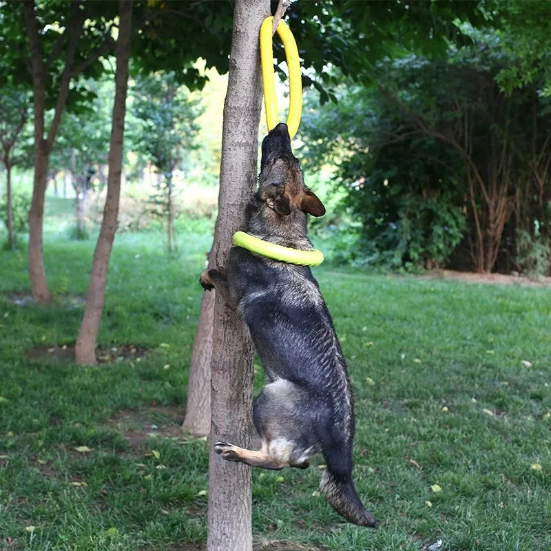 Training Ring Dog Toy or Flying Disk