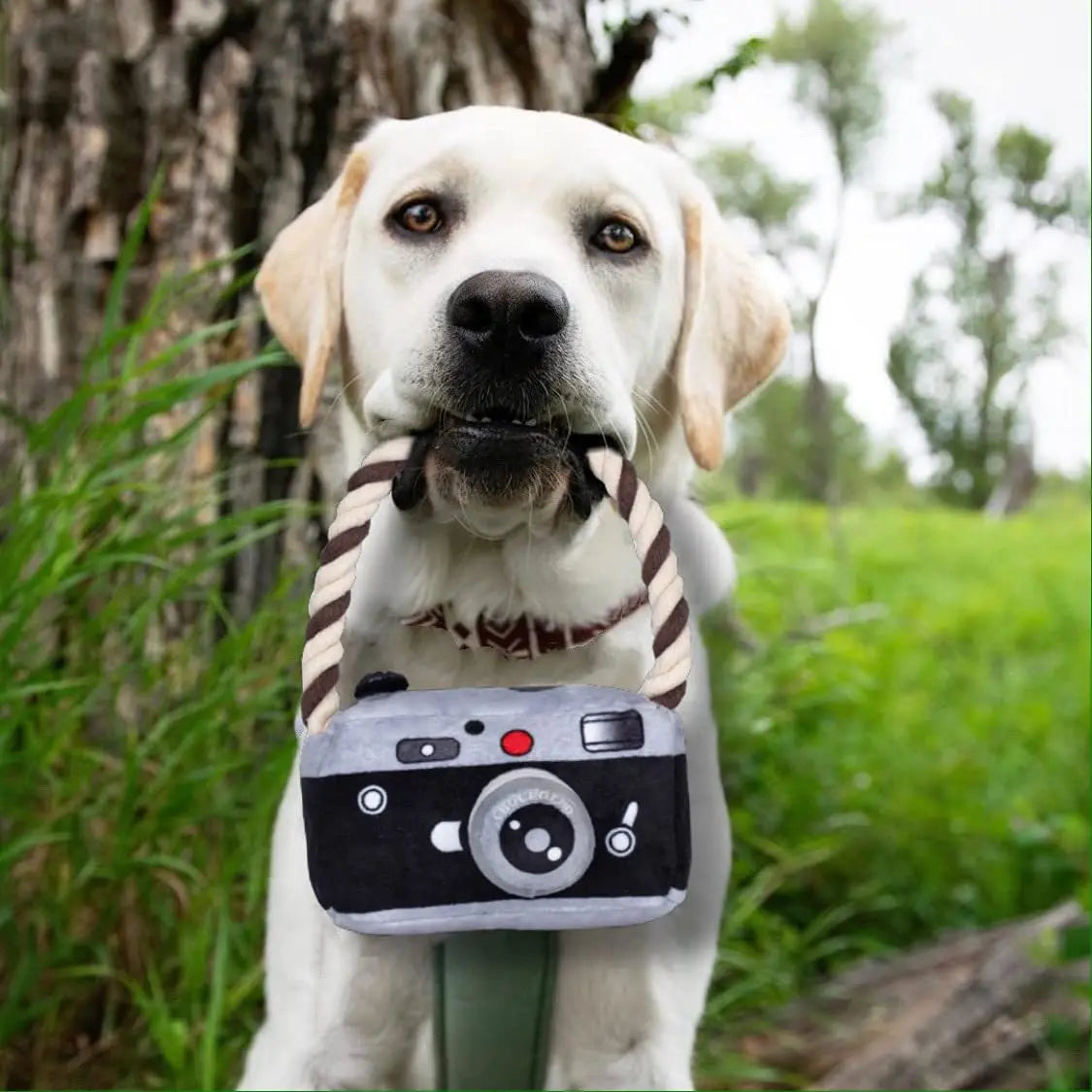 Dog Knot Camera Pet Toy Plush