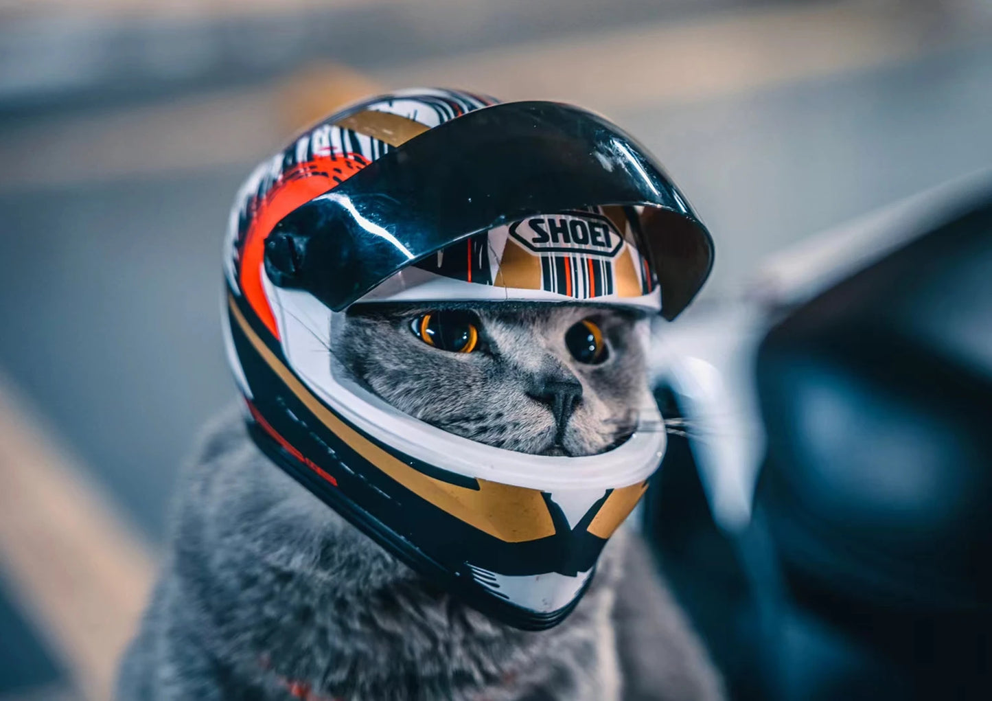 Motorcycle Helmet small dogs and cats