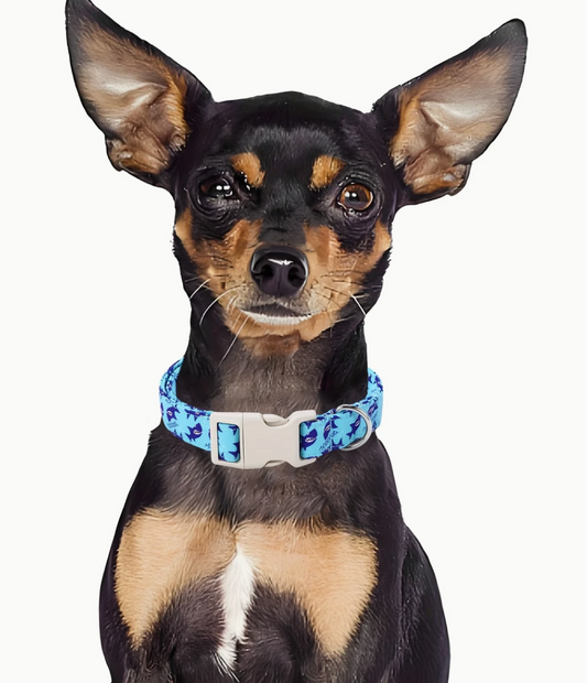 Shark Collar