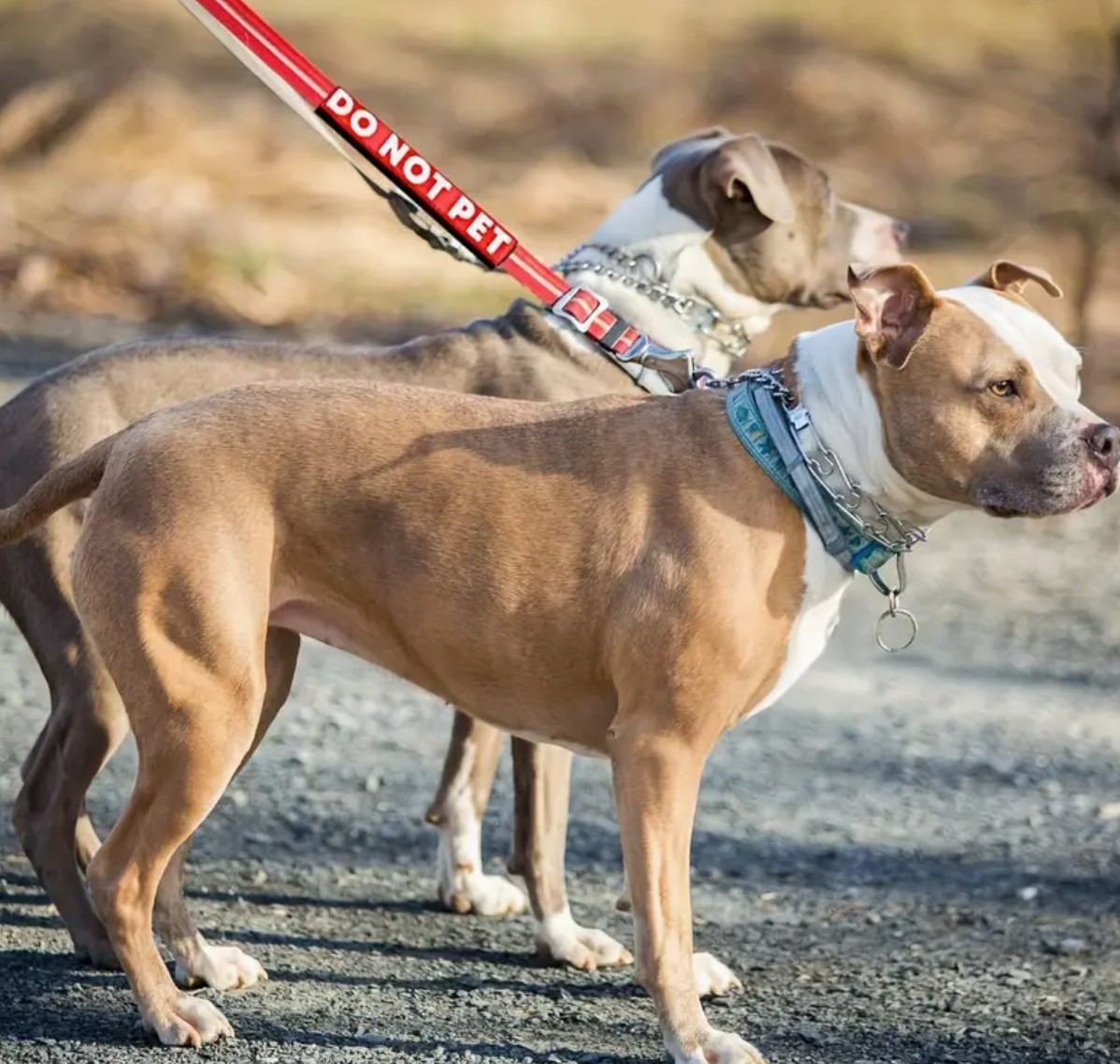 Safety Leash Sleeves
