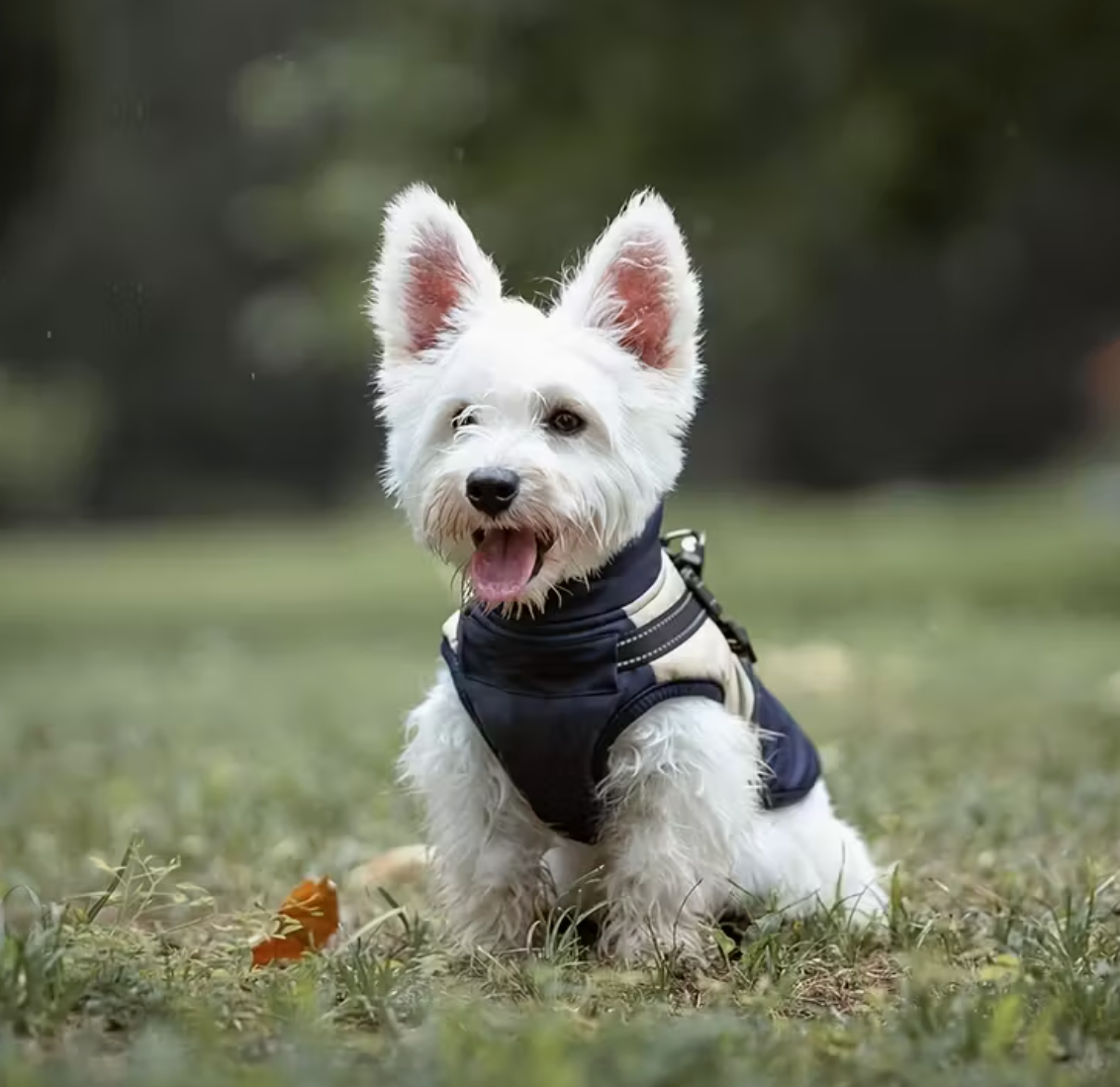 Reflective dog jacket-Navy/beige