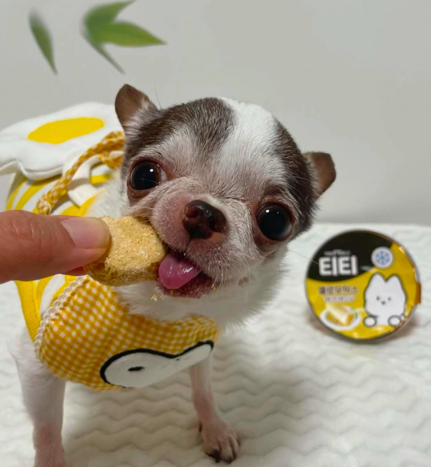 Wholesome Yellow Puree For Dogs