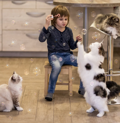 Kitty bubbles