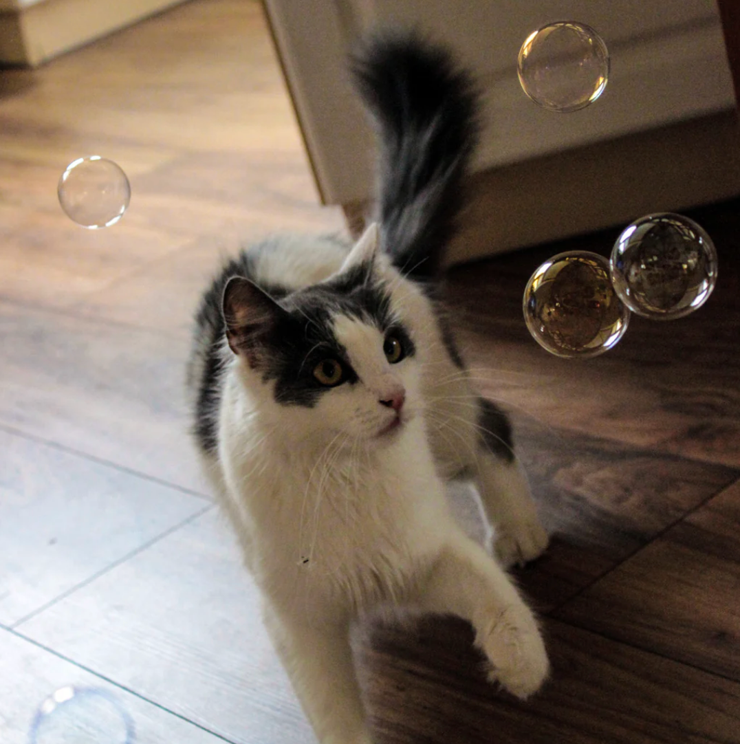 Kitty bubbles