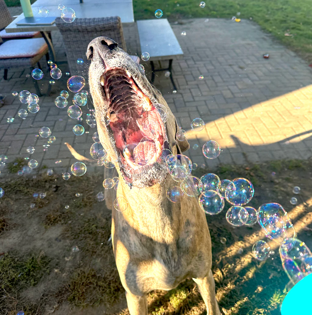 Puppy Bubbles