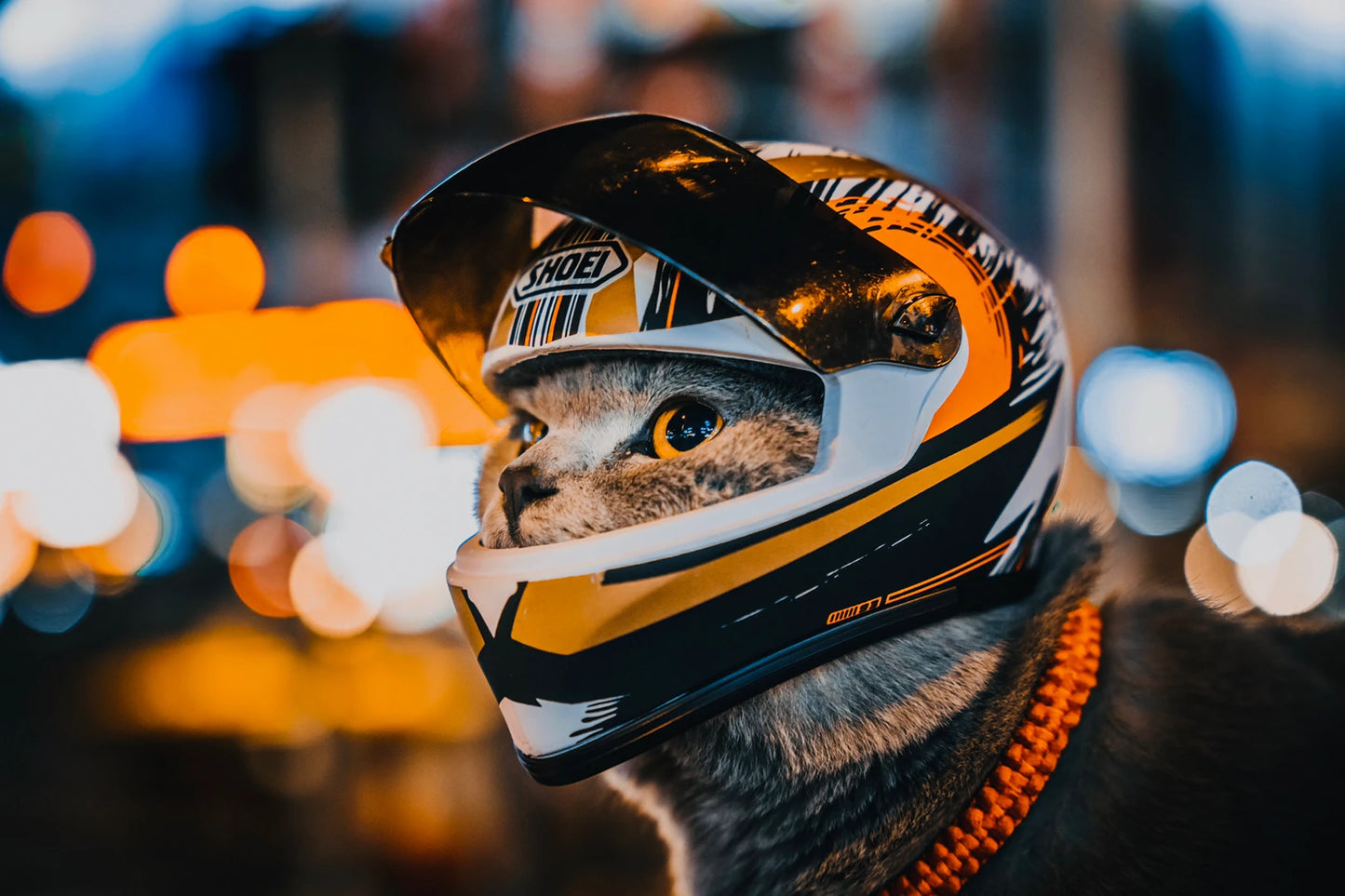 Motorcycle Helmet small dogs and cats