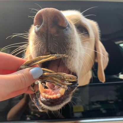 NEW!! Sardines Dehydrated Pet Treats: High-Protein & Natural 90g