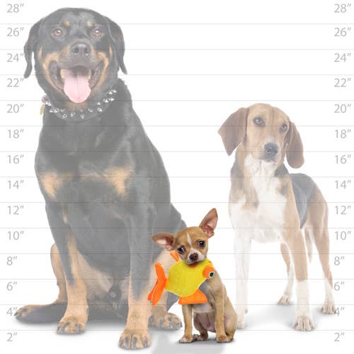 Mighty Jr Ocean Goldfish