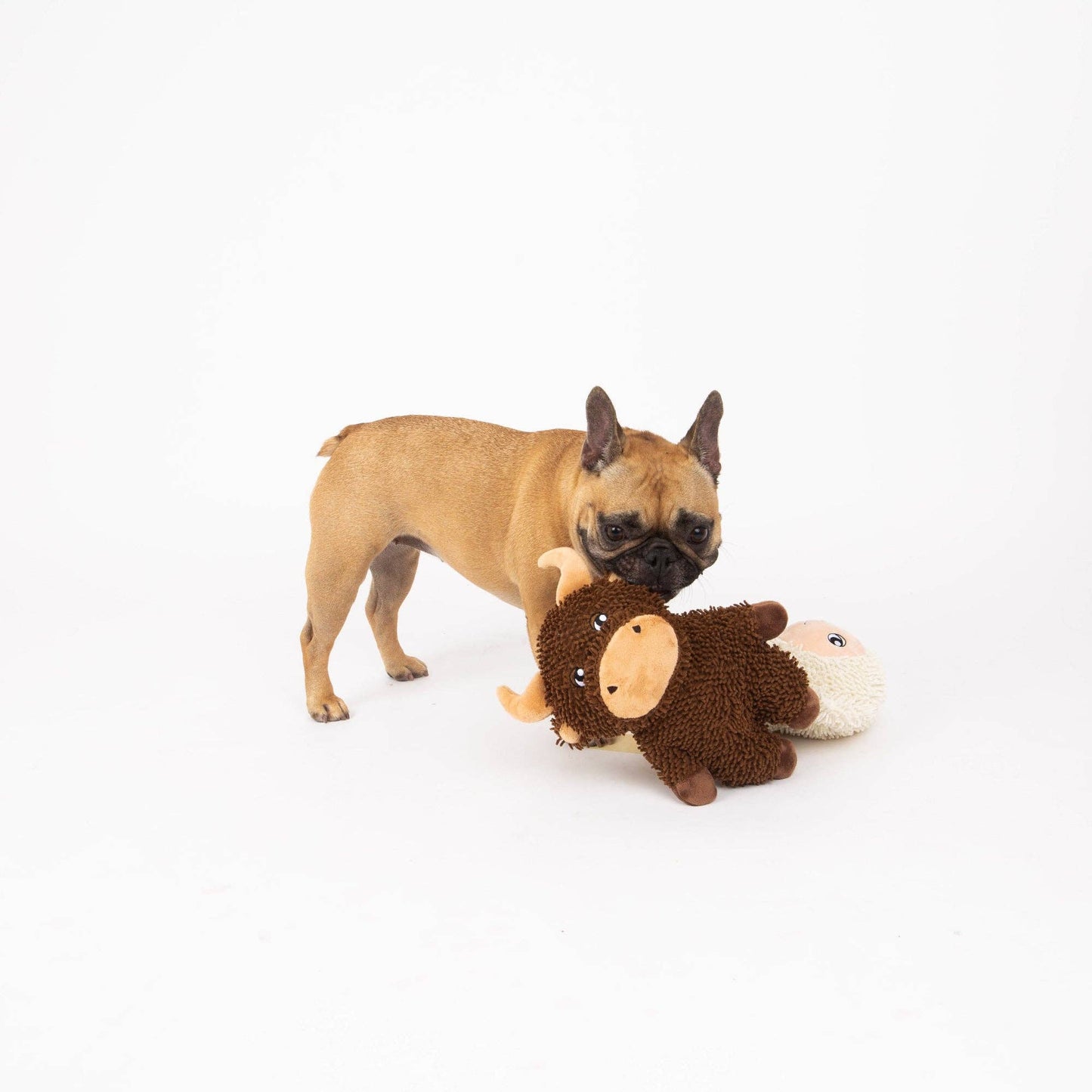 Cuddly Bull
