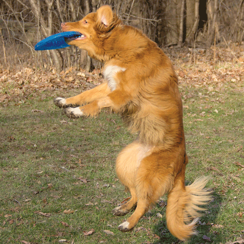Freezies Flyer Frisbee