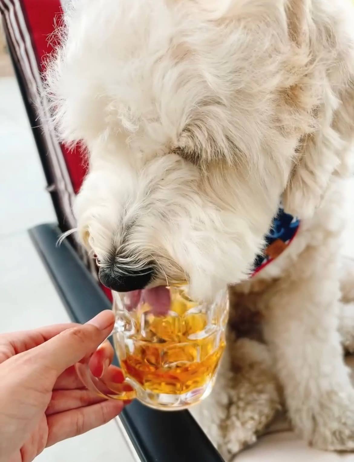 Beer for Dogs! Non-Alcoholic Vitamin Dog Beer