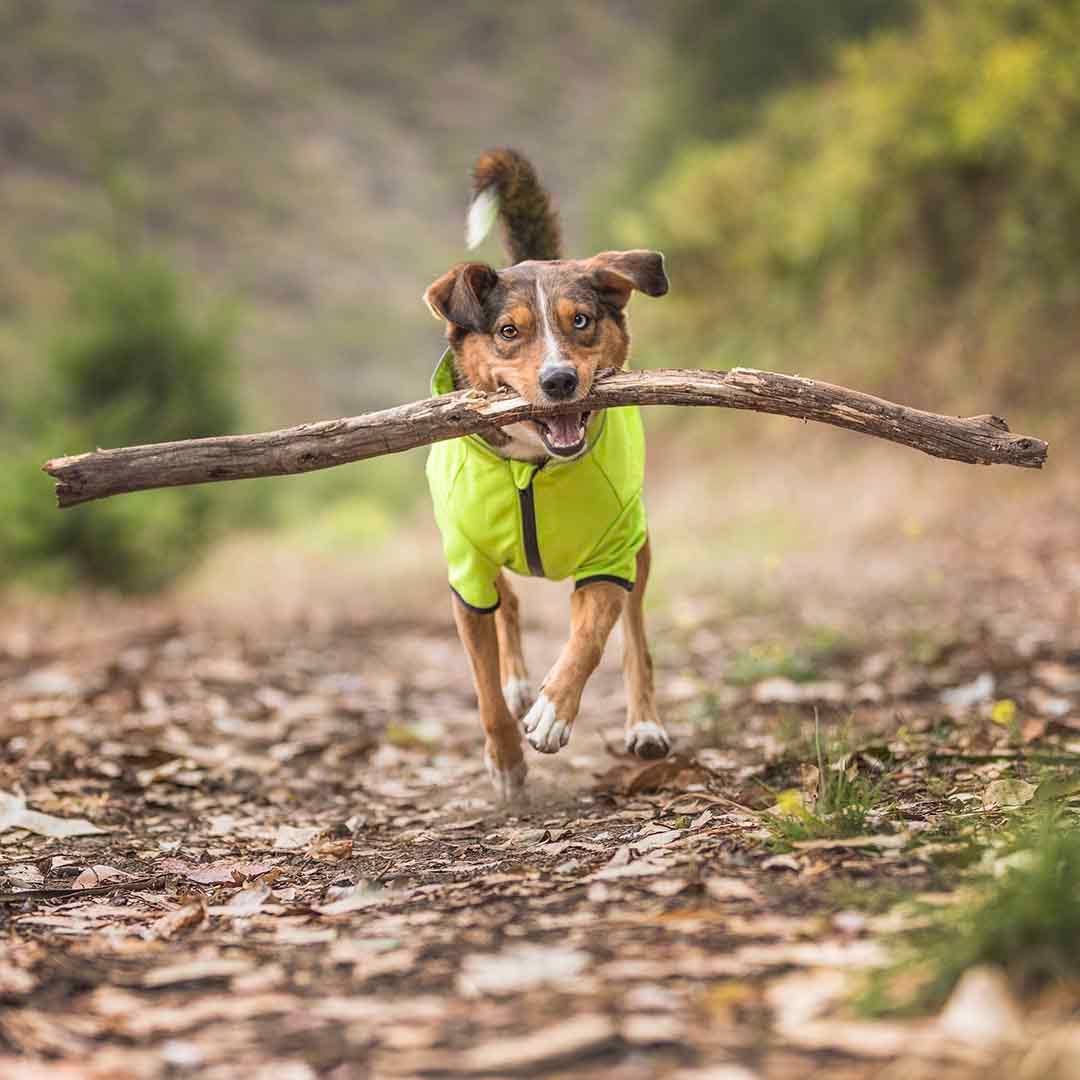 Waterproof Reflective Dog Softshell Jacket: Bright Pink